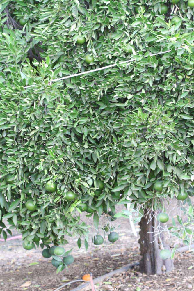            Habit (Riverside, CA)   